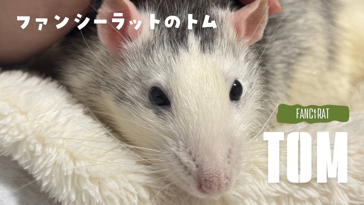 ファンシーラットのトムとの時間😪😴🐁💤