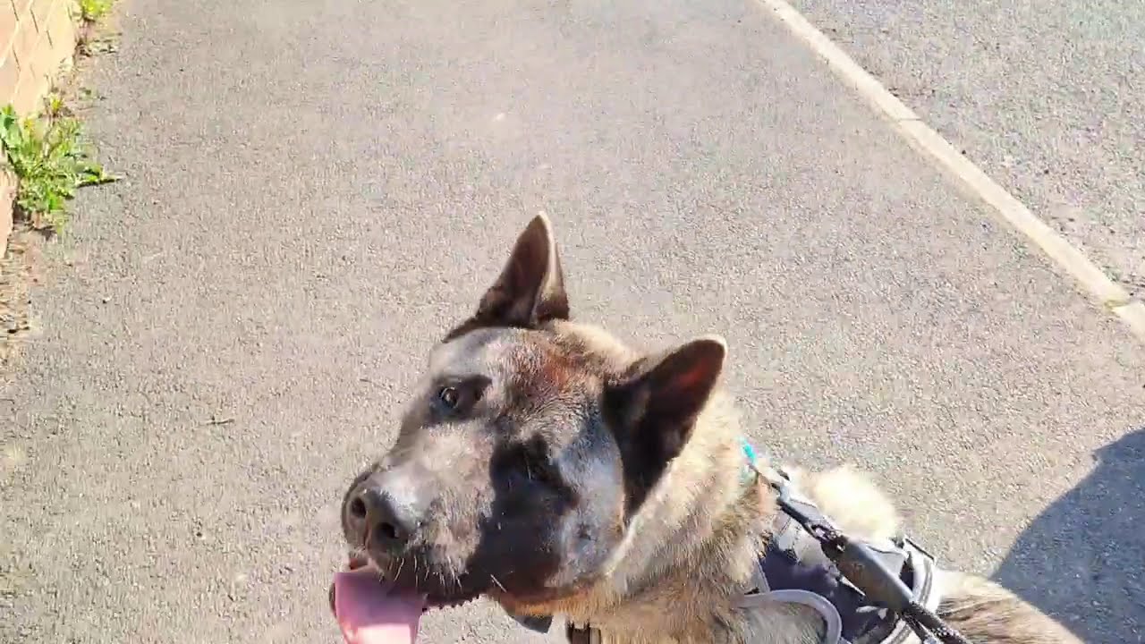 Haruto the Akita on a walk #adoptdontshop #adoptme #Akita