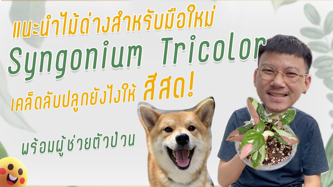 แนะนำไม้ด่างสำหรับมือใหม่ syngonium red spot tricolor ไตรคัลเลอร์ ปลูกยังไงให้สีสด
