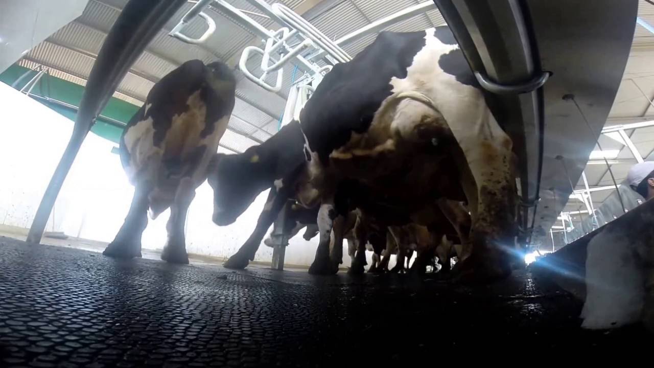 V&iacute;deo ZF Lunardi - Ordemilk