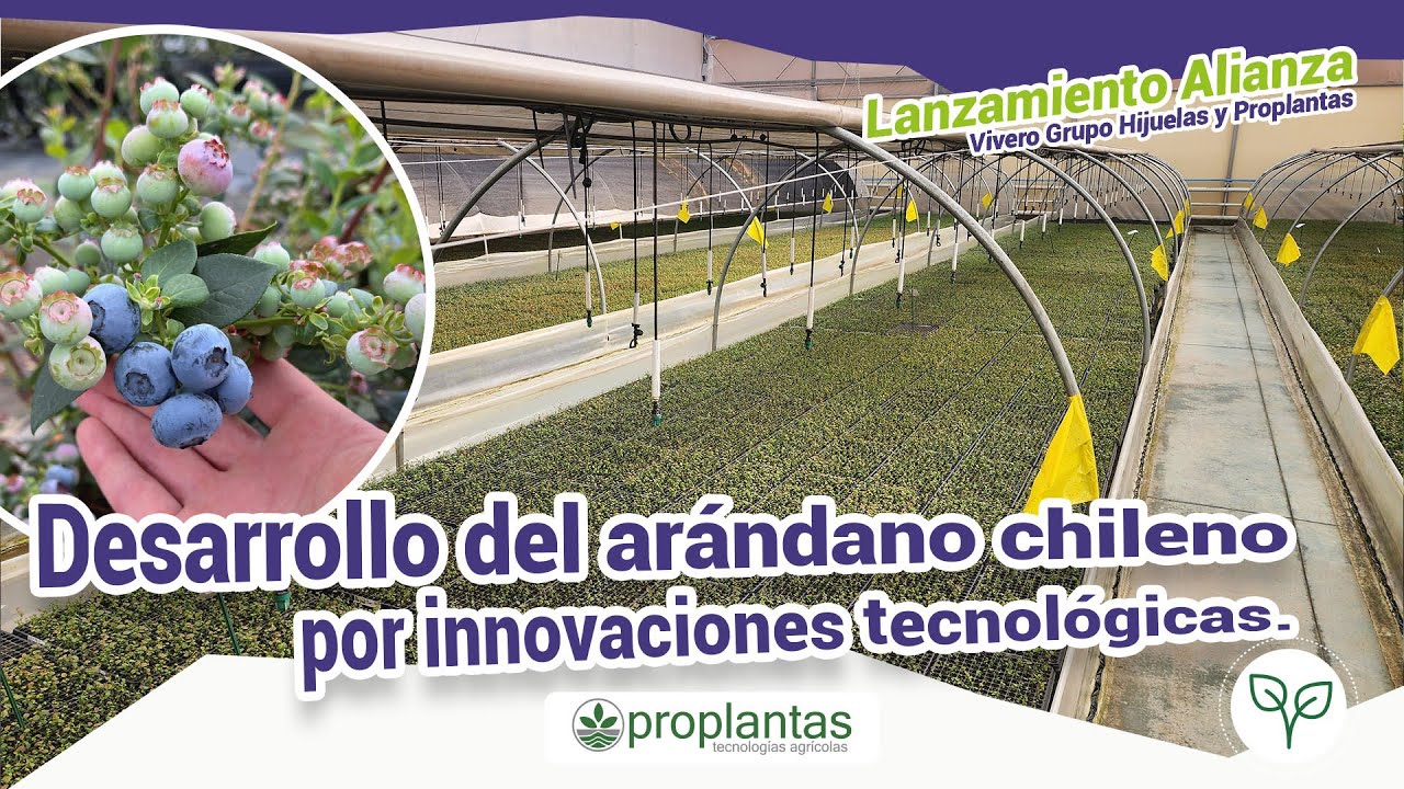 🌱🧬Desarrollo de la industria chilena del Arándano gracias a innovaciones tecnológicas 🌱🧬