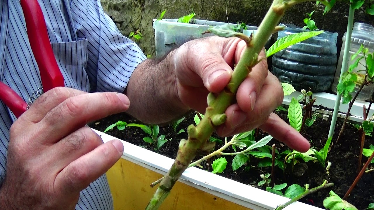 Yeni dünya  dalından   çeliklendirme  nasıl olur