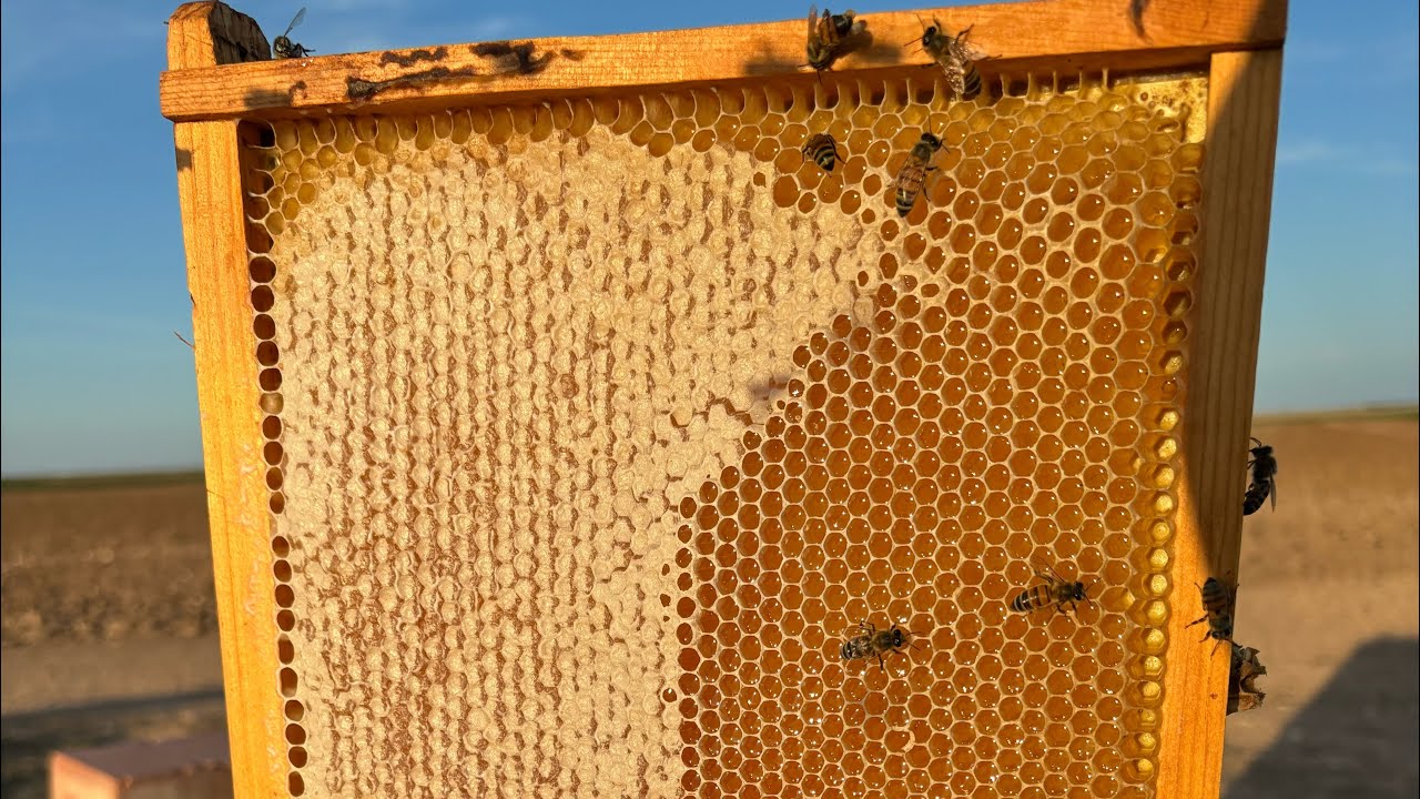 Cotton Honey 2024