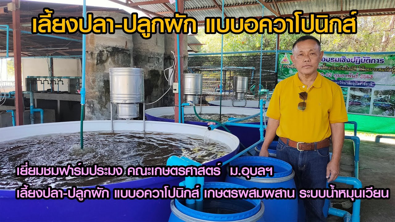 เทคนิคการเลี้ยงปลา-ปลูกผัก แบบอควาโปนิกส์ เกษตรผสมผสาน ระบบน้ำหมุนเวียน โดยคณะเกษตรศาสตร์ ม.อุบลฯ