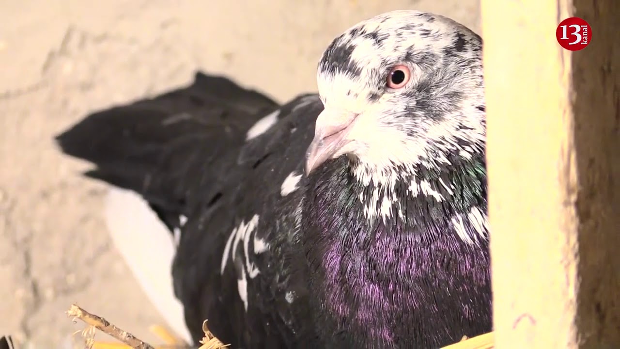 'Quşlara Kombi Çəkmişəm' -Bakılı Quşbaz: