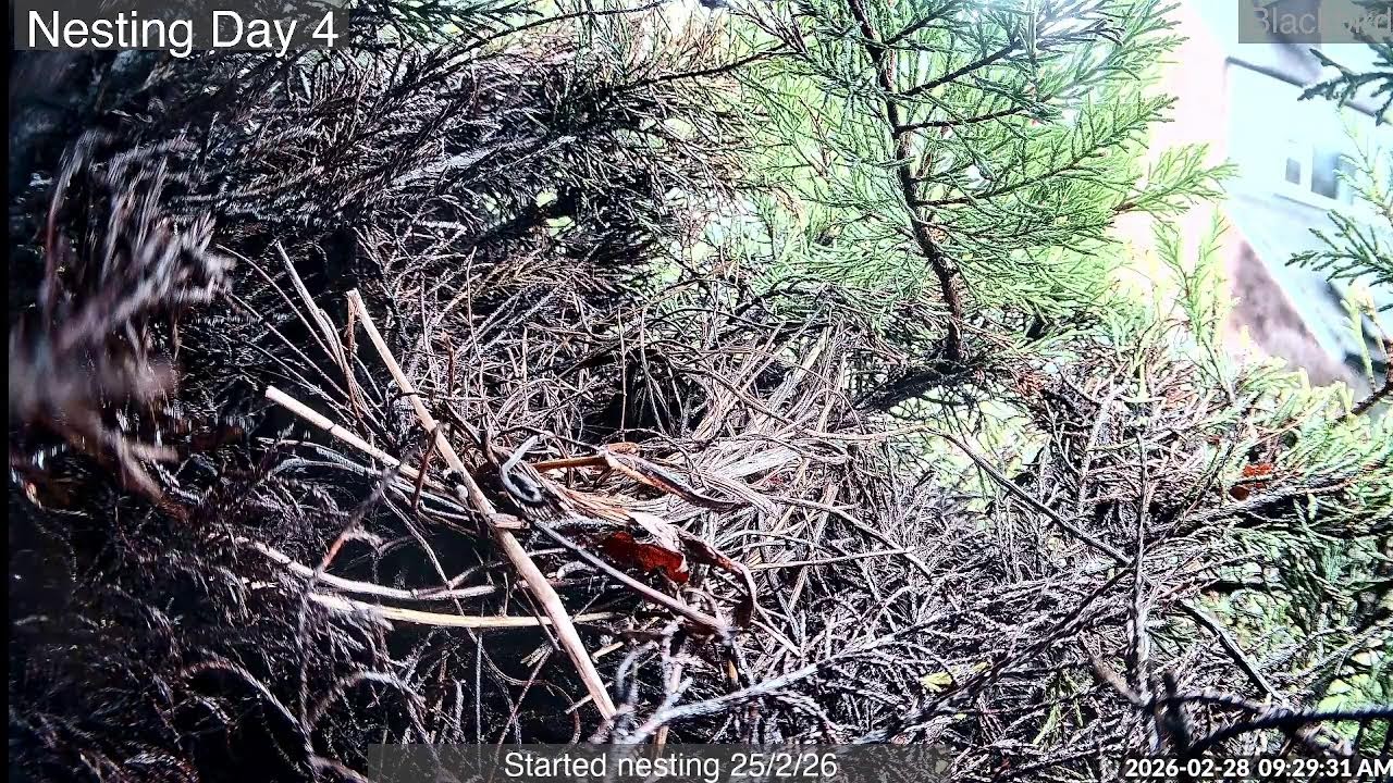Blackbird Nesting - Nightwatch 3 - Live Stream