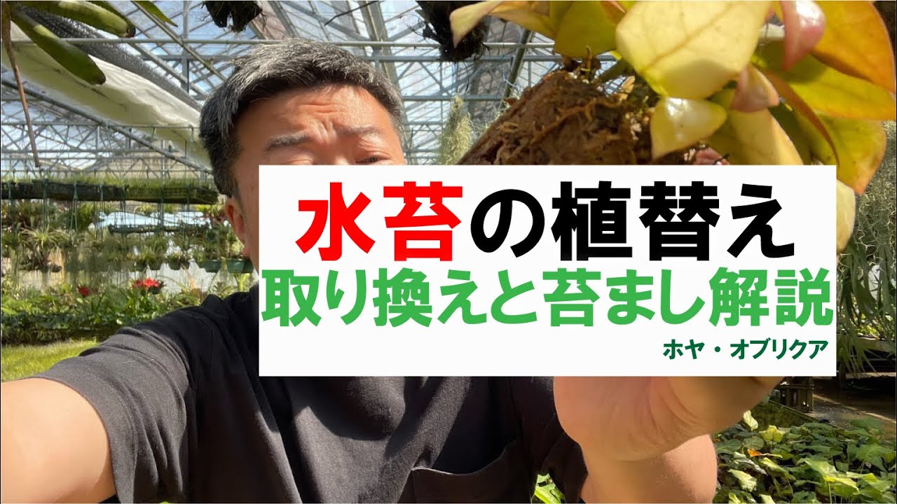 園芸シーズン到来‼️水苔の植え替えを解説