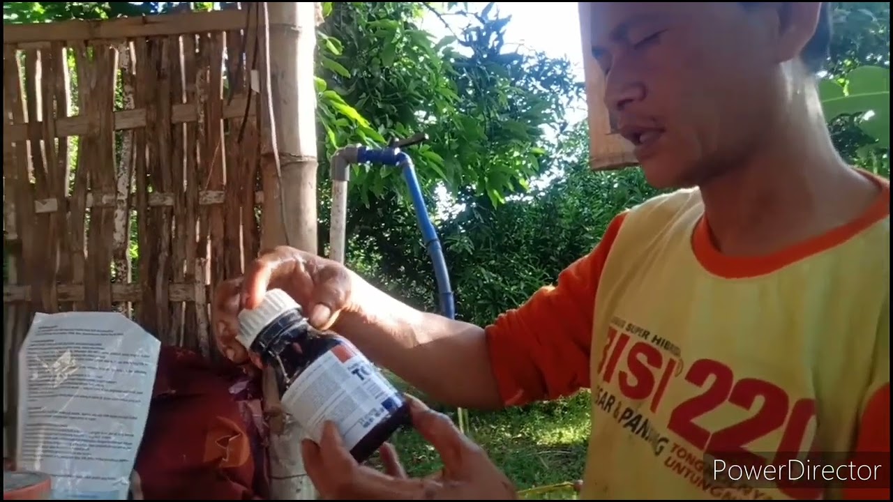 aplikasi obat bunga mangga dimusim penghujan biar jadi buwah