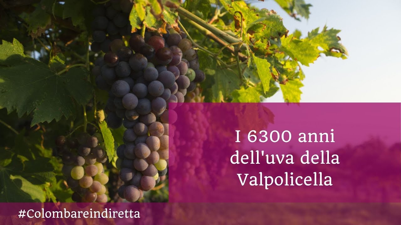 2x7 C'era il vino in Valpolicella 6300 anni fa?