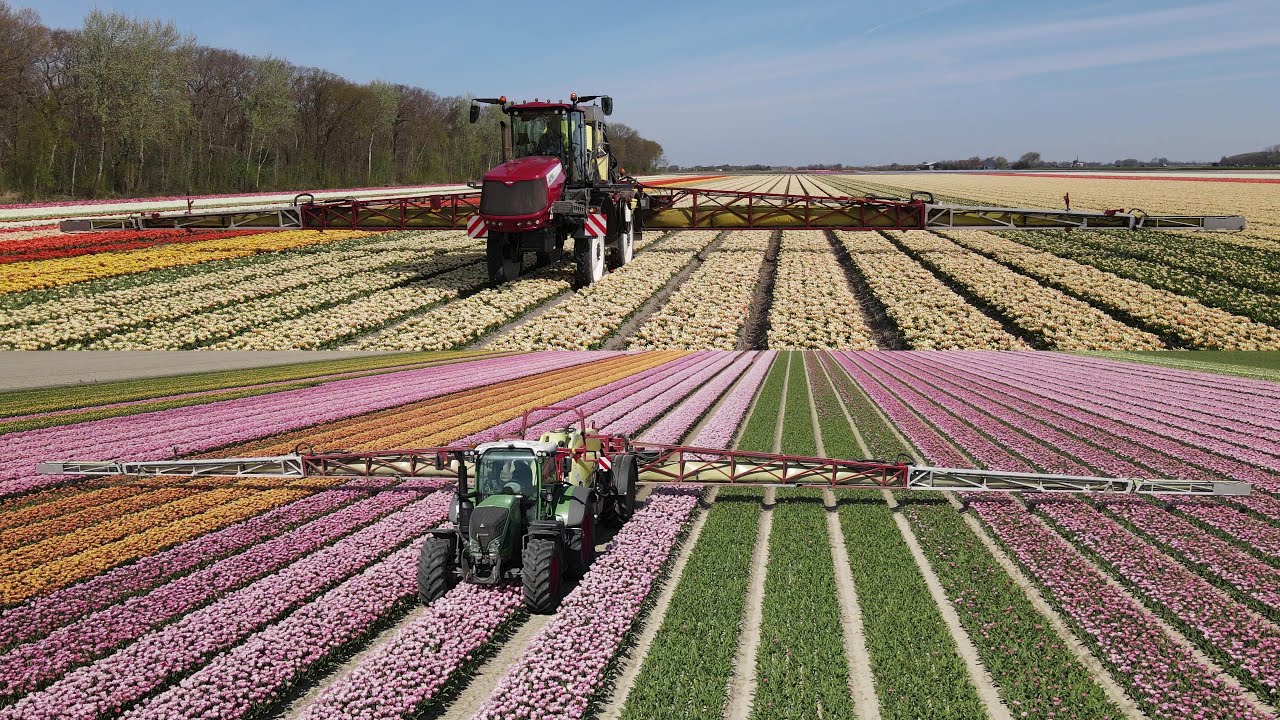 Spraying tulip fields with Hardi Alpha Evo II and Hardi Commander with Twin Force air support!