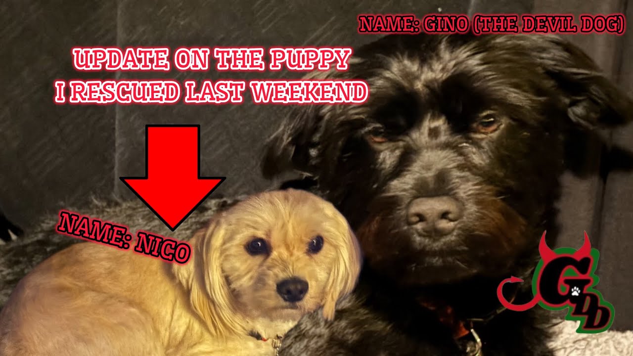 UPDATE! On the Puppy I rescued this week! Good and bad news! 