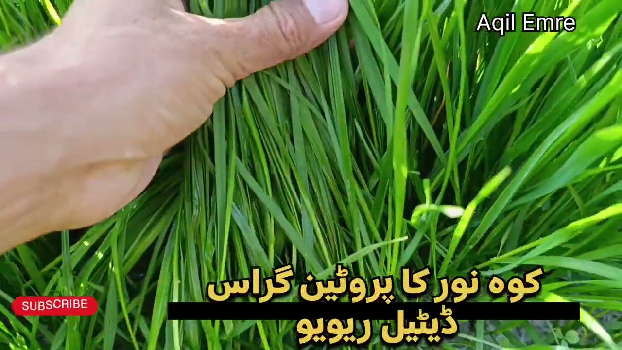 Protein Grass First Cutting & Full Review | Pehli Katai ka Sahi Tarika aur Growth Report #aqilemre 
