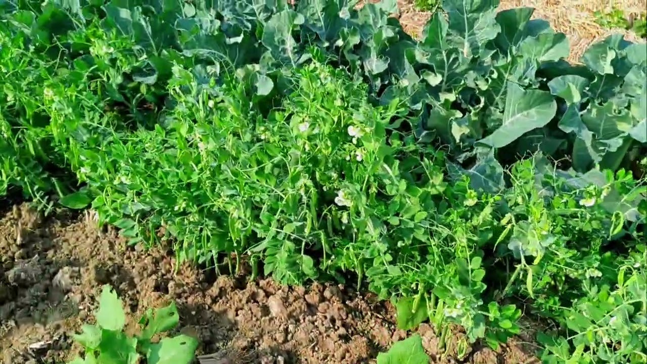 আমার বেগুনের জমি.My brinjal farm