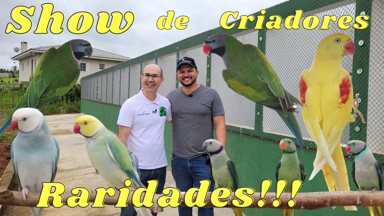 CRIANDO RARIDADES!!!MALABAR,DERBIANA,GRANDE ALEXANDRE LUTINO E RING NECKS NO CRIATÓRIO IDEAL.