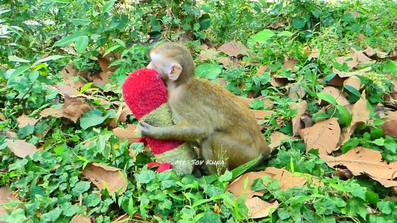 Two a b a n d o n e d monkeys are released at Bayon area one longtail & another is pigtail