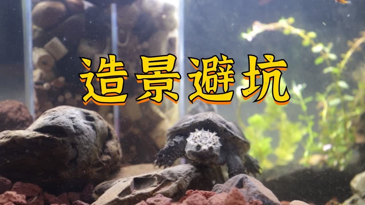 龟缸造景避坑！｜19年养龟人+资深设计师，教你营造龟缸景观！
