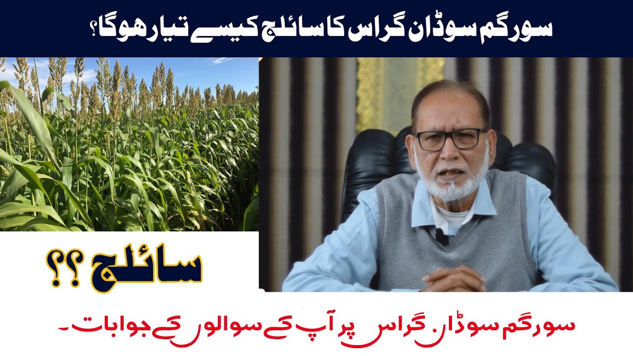 سورگم سوڈان گراس کا سائلج کیسے تیار ہوگا؟