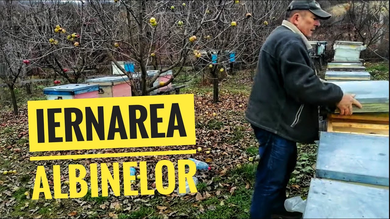 CUM IERNEAZĂ FAMILIILE DE ALBINE  IN OLTENIA.
