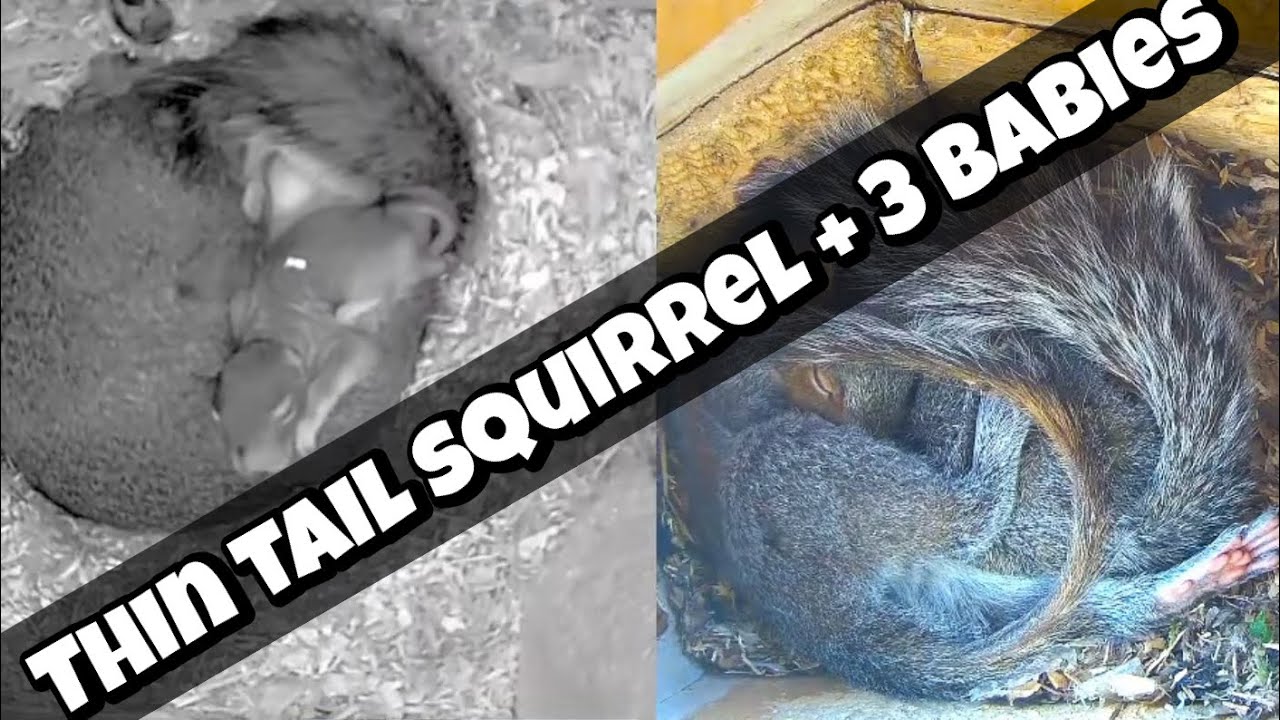 🔴24/7 Nest 5: 3 babies born Feb 16, 2026, Nest 2: 4 youngsters born in 2025 SqNest.Live-1of6: 🇺🇸🎗🇺🇦