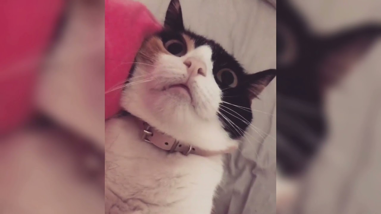 FUNNY AND ANGRY CATS | TIKTOK | FUNPETMEDIA