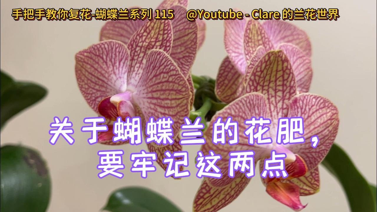 手把手教你复花-蝴蝶兰 115 关于蝴蝶兰的花肥，要牢记这两点