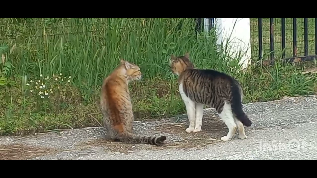 Καβγάς...για κτηματικές διαφορές.