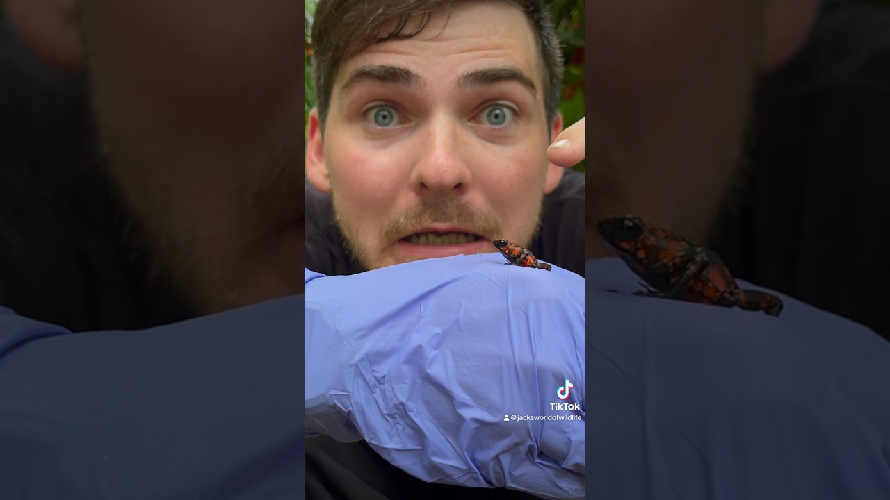 TOUCHING A POISON FROG! #short #shorts #wildlife #frog #poisondartfrog