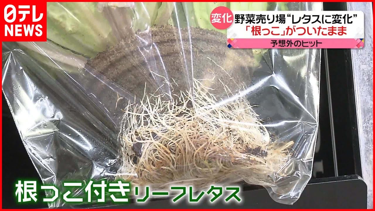 【予想外のヒット！】“根っこつき”レタス…人気のワケ  農家にメリットも？