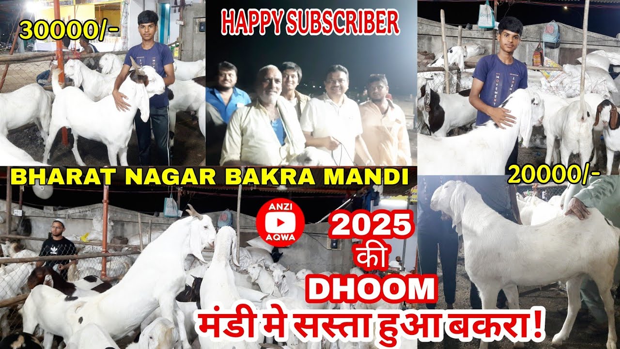 Happy Subcriber Review at Bharat Nagar Bakra Mandi Surat 2025 | Sachin Bakra Mandi 2025 | #anziaqwa