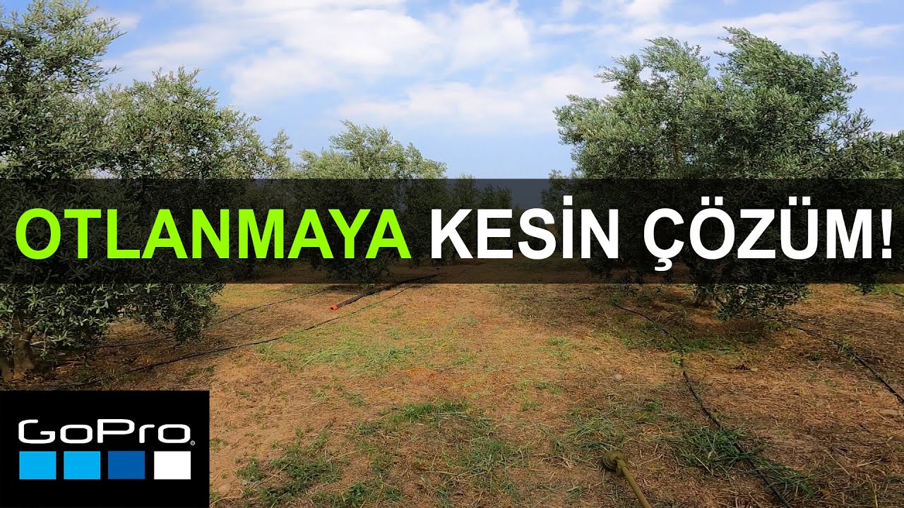 Zeytin Bahçelerinde Ot Temizliği ve Malçlama