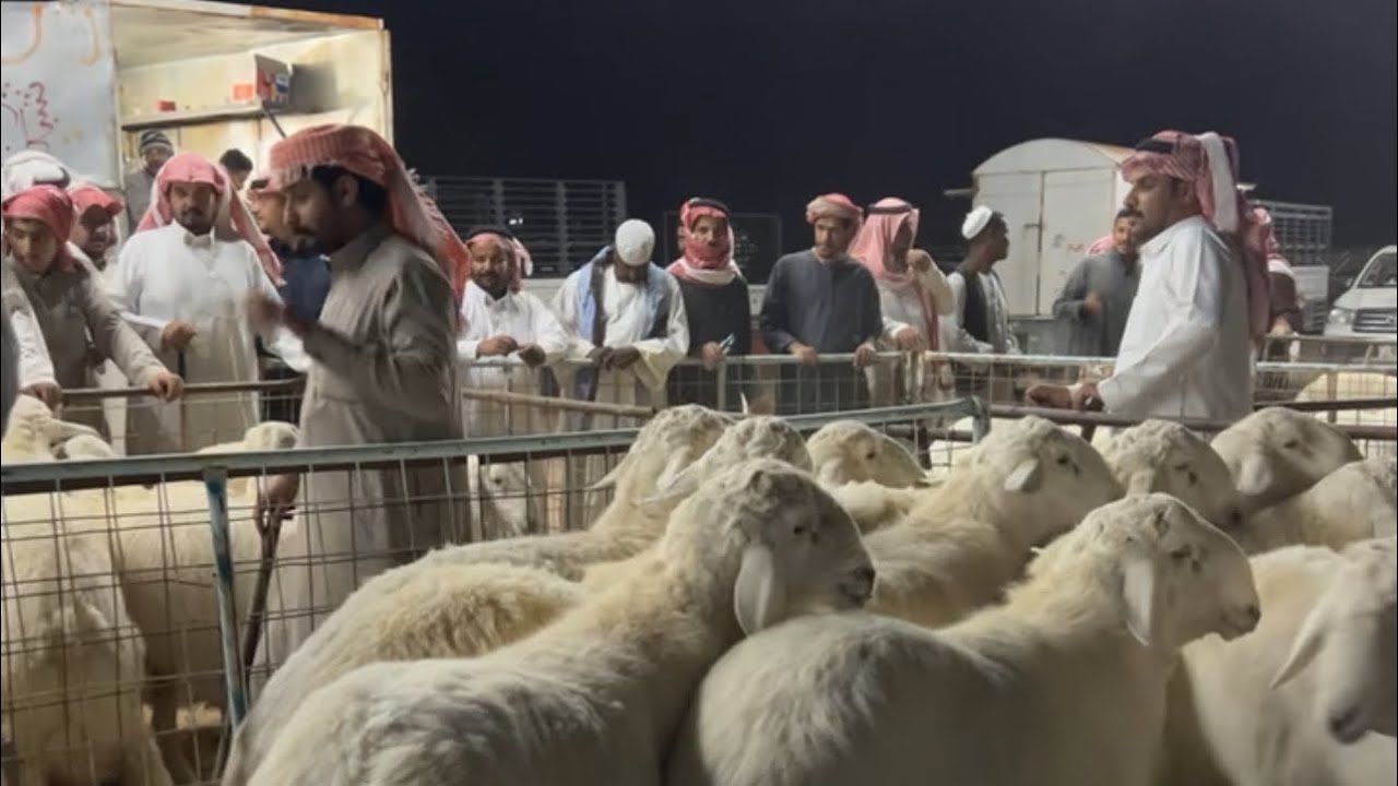 اسعار الطليان الوسط والجبر بسوق الاربعاء بعد صلاه التراويح بالقرشيات شمال الطايف ١٤٤٧/٩/٢٩هـ