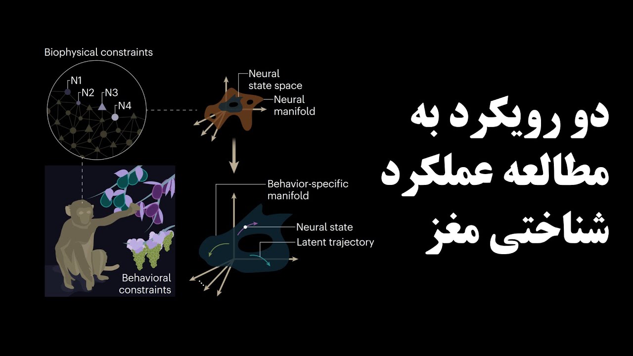 دو رویکرد به مطالعه عملکرد شناختی مغز