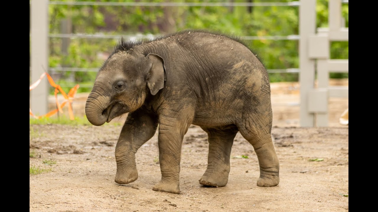 Baby Elephant Is Cute