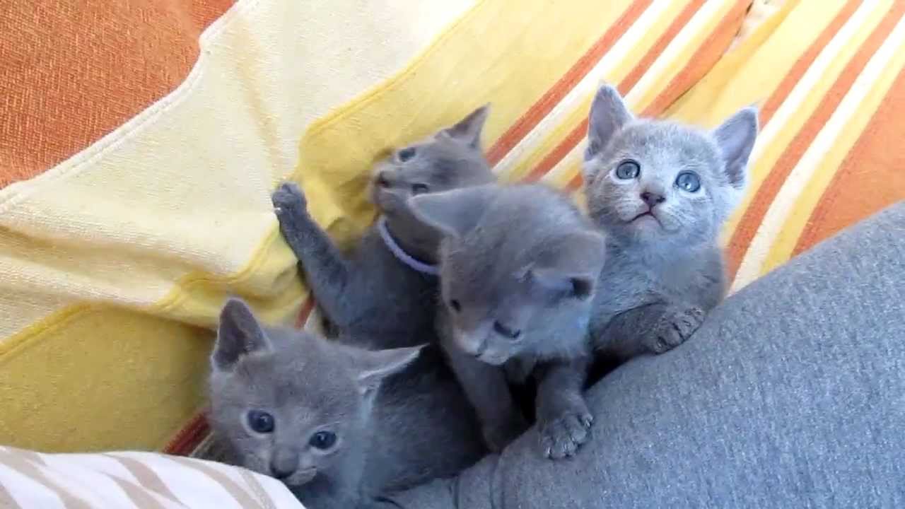 Russian  Blue kittens