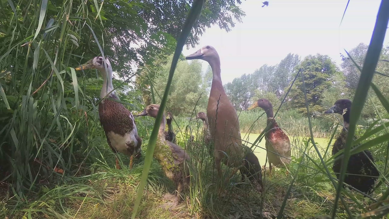 Indian Runner duck - UHD