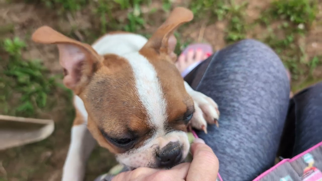 Cool Days, Happy Tails: Boston Terriers in Action! 🌬️❤️