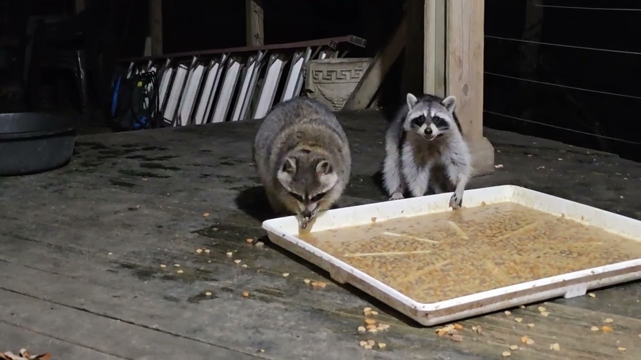 Friday night March 6th part 2 opossum and raccoons! 