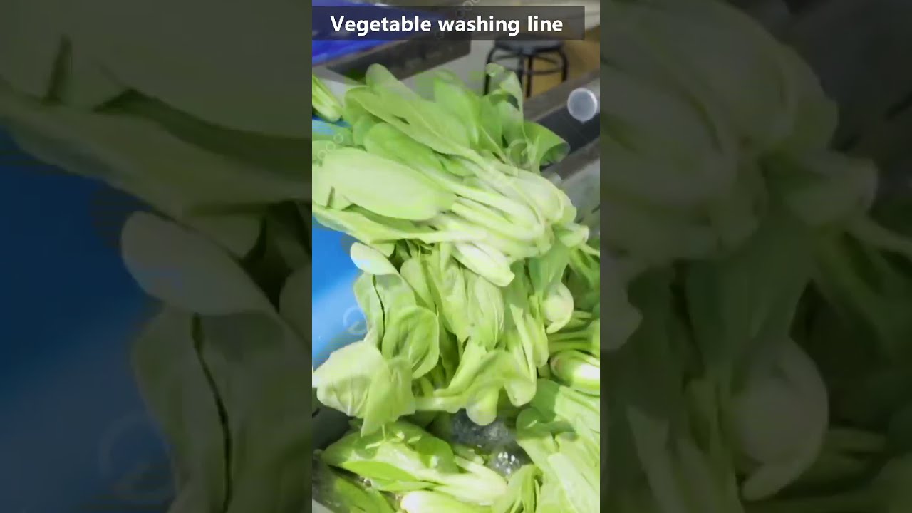 Automatic Vegetable Washing Line