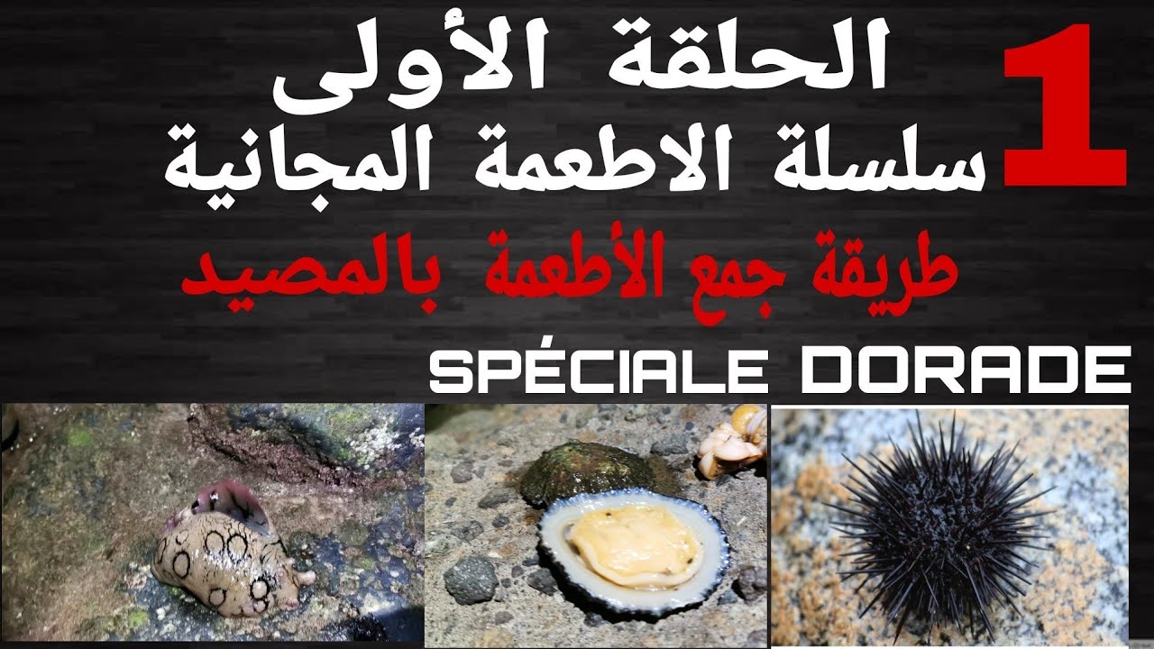 تعلم جمع الاطعمة الفتاكة للدوراد و بالمجان