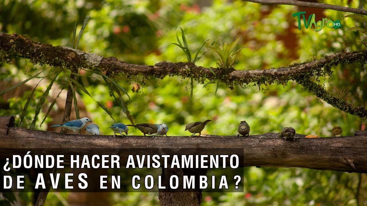 Dónde hacer avistamiento de aves en Colombia - TvAgro por Juan Gonzalo Angel Restrepo