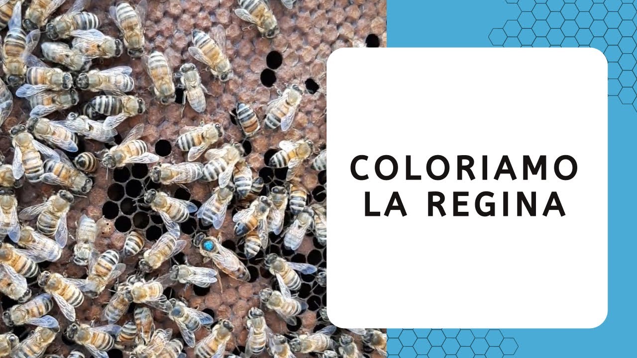 Apicoltura: come coloriamo la regina 🐝