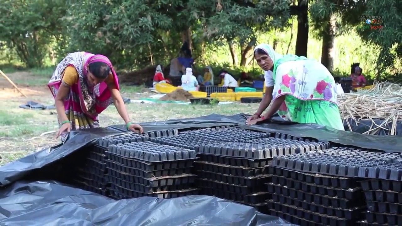 Sugarcane Nursery  Cultivate sugarcane easily and reduce the time & money of cultivation