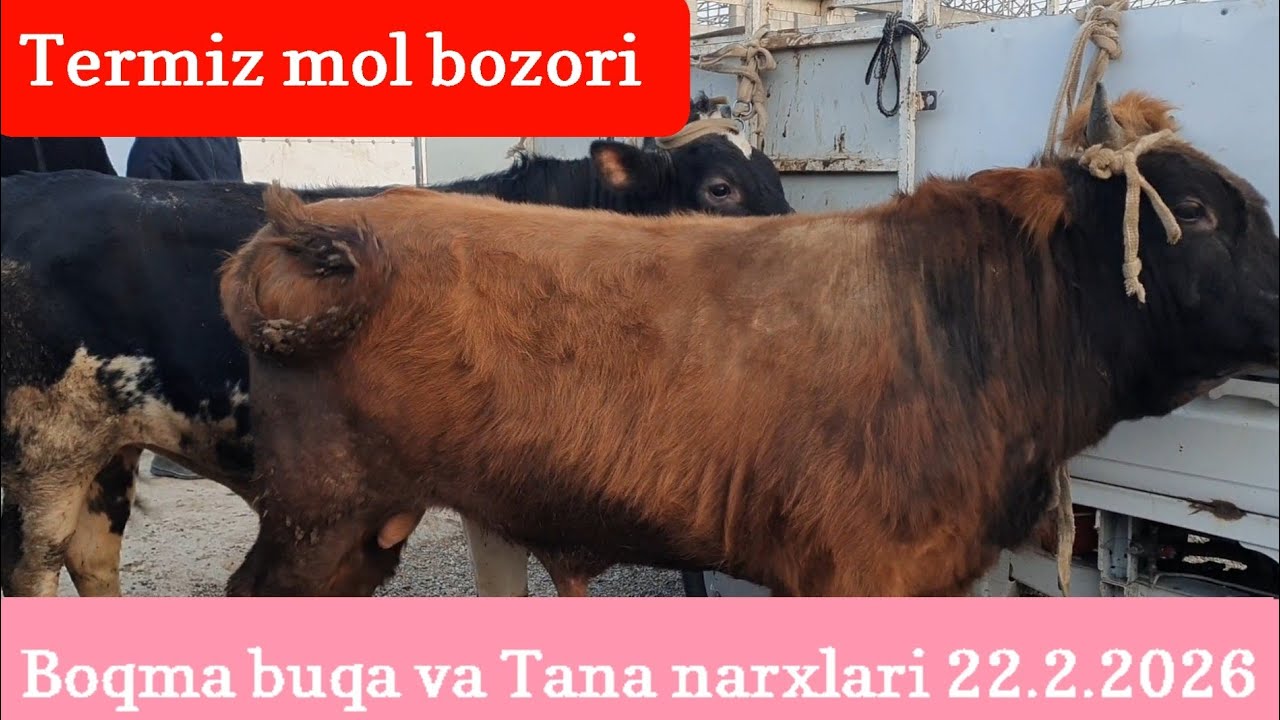 Termiz mol bozori boqma buqa va Tana narxlari 22.02.2026