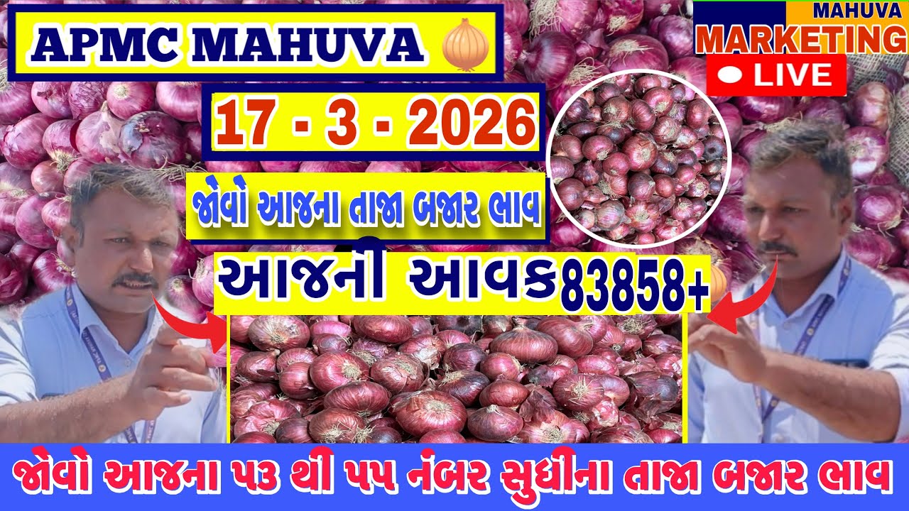 જોવો આજની લાલ ડુંગળી ની લાઈવ હરાજી | APMC MAHUVA | આજની આવક 83858+ થેલા આખી |
