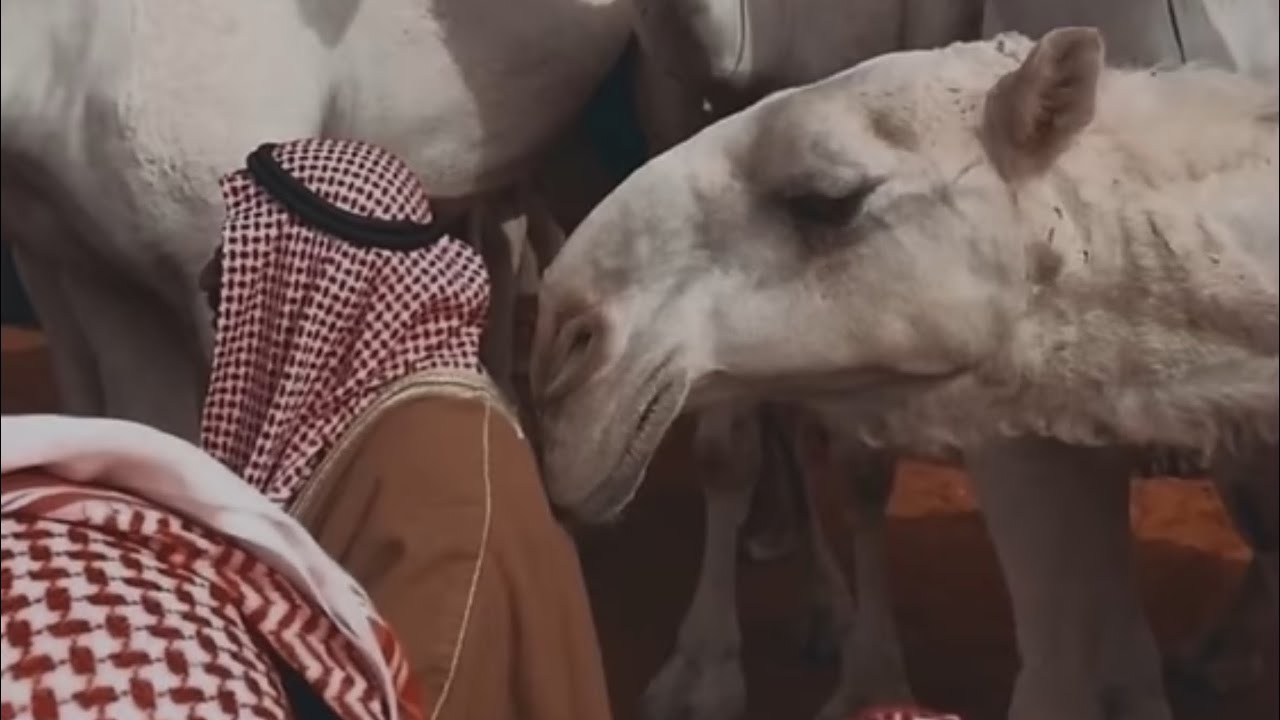 تلاوة أيوبية من سورة الانبياء | الشيخ محمد ايوب .