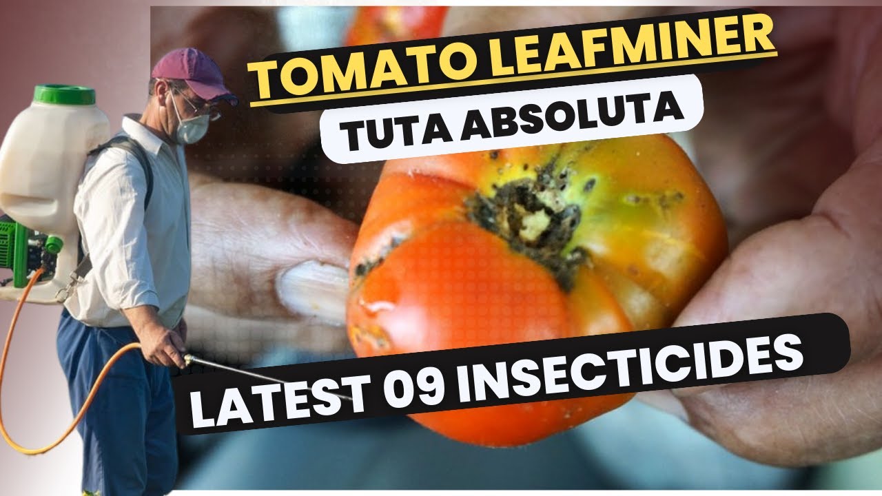 Effective Control of Tomato Leafminer (Tuta absoluta) | Latest Insecticides & Management Strategies