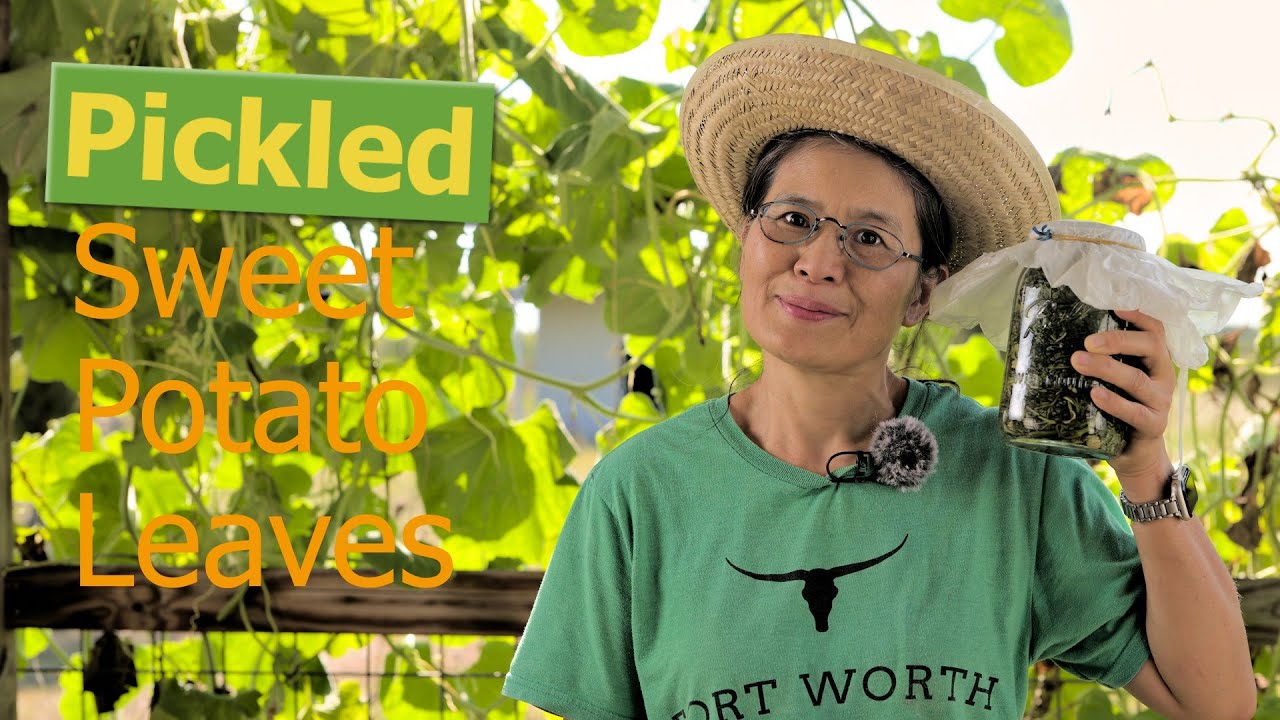 Don't Compost Them! How to Pickle Sweet Potato Leaves for a 