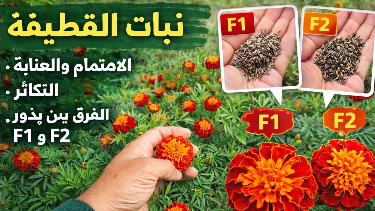 سر نبات القطيفه المزروع من البذور  او القديفه الاهتمام وموعد زراعتة 