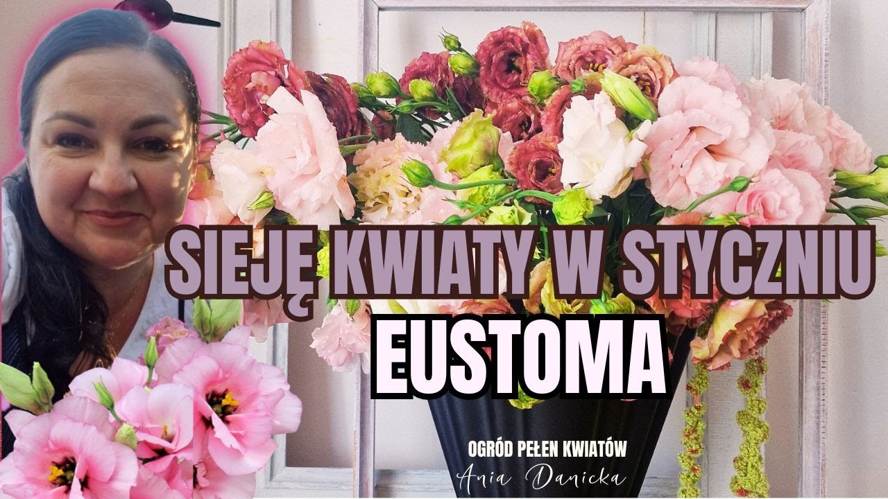 Sieję EUSTOMY w styczniu || Charakterystyka Eustomy || Ciekawostki o Eustomach