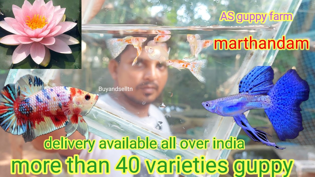 AS guppy farm/ marthandam/mor then 40 verity of guppy and beta fish /delivery available